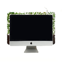Double Monitree - Office plants décor, Indoor plants